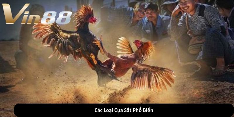 Các Loại Cựa Sắt Phổ Biến