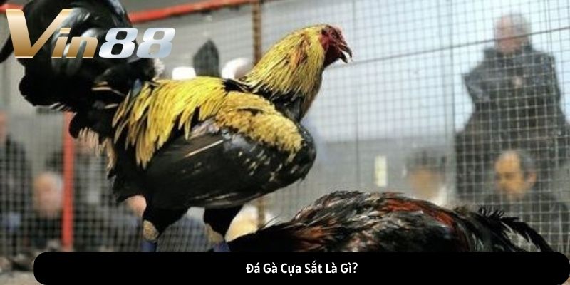 Đá Gà Cựa Sắt Là Gì?